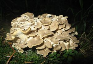 Choroš oříš - Polyporus umbellatus (Pers.) Fr.