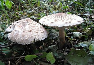 Bedla vysoká - Macrolepiota procera (Scop.) Singer 1948