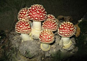 Muchomůrka červená - Amanita muscaria (L.) Lam. 1783