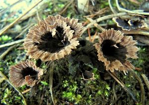 Plesňák karafiátový - Thelephora caryophyllea ( Schaeff.) ex. Fr.