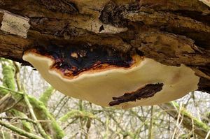 Troudnatec pásovaný - Fomitopsis pinicola (Sw.) P. Karst. 1881
