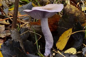Čirůvka fialová - Lepista nuda (Bull.) Cooke 1871