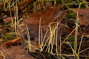 Paluška štíhlá - Typhula phacorrhiza