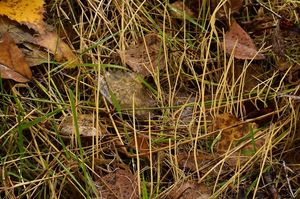 Paluška štíhlá - Typhula phacorrhiza