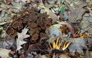 Liška nálevkovitá - Craterellus tubaeformis (Fr.) Quél. 1888