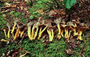 Liška nálevkovitá - Craterellus tubaeformis (Fr.) Quél. 1888