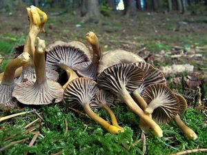 Liška nálevkovitá - Craterellus tubaeformis (Fr.) Quél. 1888