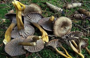 Liška nálevkovitá - Craterellus tubaeformis (Fr.) Quél. 1888