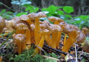 Liška žlutavá - Craterellus lutescens (Fr.) Fr.