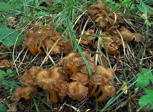 Liška žlutavá - Craterellus lutescens (Fr.) Fr. 1838