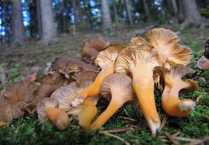 Liška žlutavá - Craterellus lutescens (Fr.) Fr.
