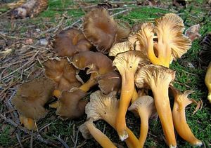 Liška žlutavá - Craterellus lutescens (Fr.) Fr.