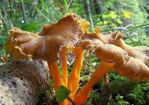 Liška žlutavá - Craterellus lutescens (Fr.) Fr.