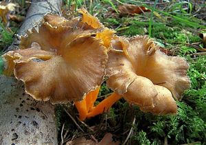 Liška žlutavá - Craterellus lutescens (Fr.) Fr.