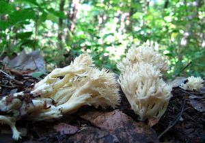 Kuřátečko hřebenité - Clavulina coralloides (L.) J. Schröt. 1888