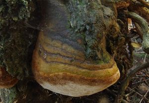 Ohňovec Hartigův - Phellinus Hartigii