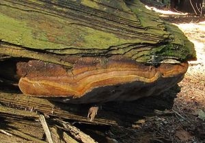 Ohňovec Hartigův - Phellinus Hartigii