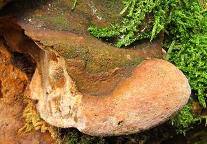 Ohňovec Hartigův - Phellinus Hartigii