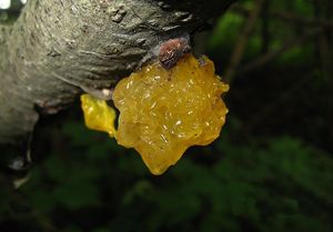 Rosolovka mozkovitá - Tremella mesenterica Retz. 1769