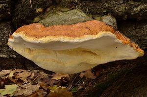 Troudnatec pásovaný - Fomitopsis pinicola (Sw.) P. Karst. 1881