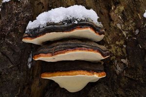 Troudnatec pásovaný - Fomitopsis pinicola (Sw.) P. Karst. 1881