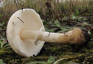 Bedla zardělá - Leucoagaricus leucothites (Vittad.) Wasser 1977