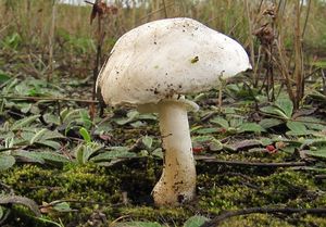 Bedla zardělá - Leucoagaricus leucothites (Vittad.) Wasser 1977