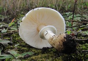 Bedla zardělá - Leucoagaricus leucothites (Vittad.) Wasser