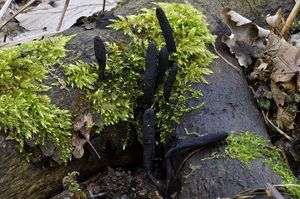 Dřevnatka dlouhonohá - Xylaria longipes