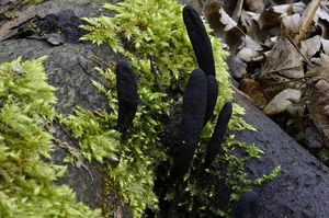 Dřevnatka dlouhonohá - Xylaria longipes