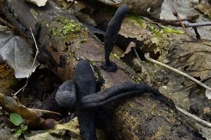 Dřevnatka dlouhonohá - Xylaria longipes