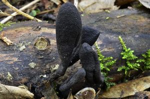 Dřevnatka dlouhonohá - Xylaria longipes