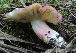 Holubinka sličná - Russula rosea Pers.