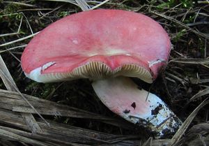 Holubinka sličná - Russula rosea Pers.