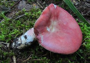 Holubinka sličná - Russula rosea Pers.