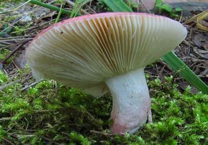 Holubinka sličná - Russula rosea Pers.