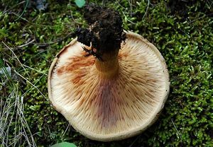 Čechratka podvinutá - Paxillus involutus