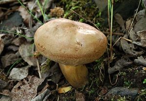 Čechratka podvinutá - Paxillus involutus