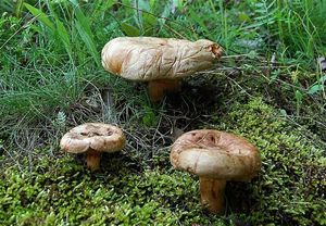 Čechratka podvinutá - Paxillus involutus