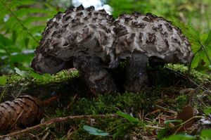 Šiškovec černý - Strobilomyces strobilaceus (Scop.) Berk. 1851