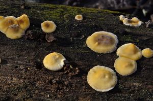 Klikni pro velký obrázek