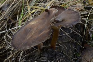 Choroš zimní - Polyporus ciliatus Fr. 1815