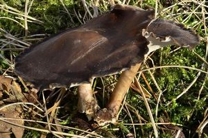 Choroš zimní - Polyporus ciliatus Fr. 1815