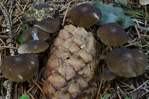 Klikni pro velký obrázek