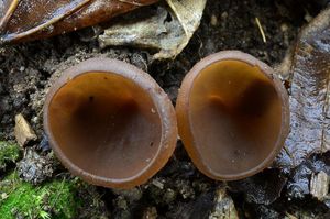 Klikni pro velký obrázek