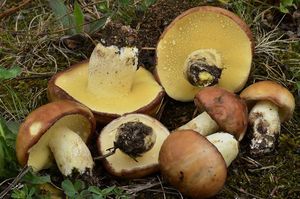 Klouzek zrnitý - Suillus granulatus (L.) Roussel 1796