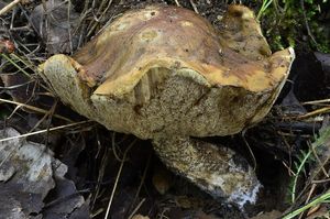 Klikni pro velký obrázek