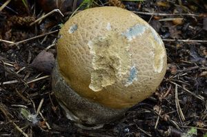 Klikni pro velký obrázek