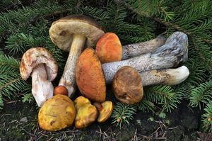 Klikni pro velký obrázek