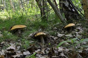 Klikni pro velký obrázek